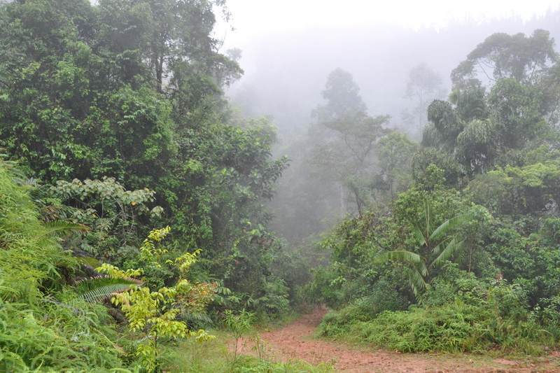 Sri Lanka, Sinharaja